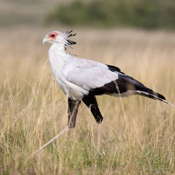 What Kind of Bird is in the Savanna