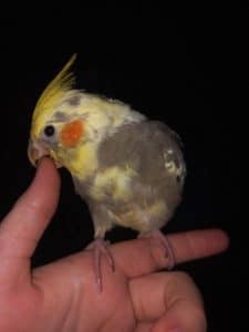 What Kind of Bird Makes a Screeching Noise