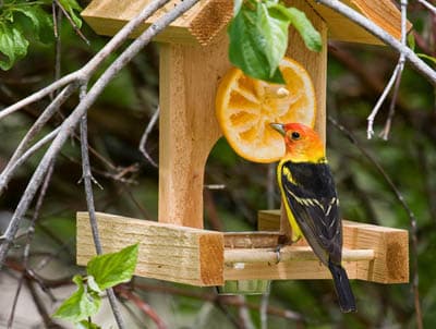 What Kind of Fruit Do Birds Eat