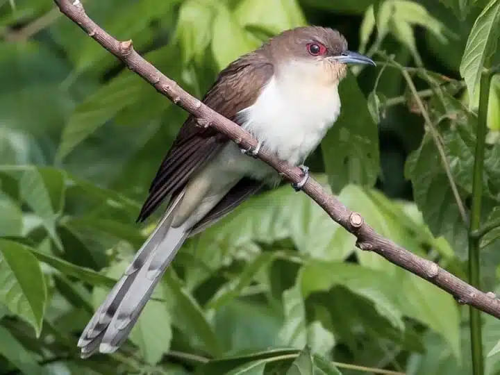 What Nocturnal Desert Bird Sounds Like Bubbling Water