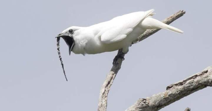 What Noise Does a Bell Bird Make