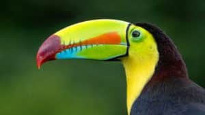 What Noise Does a Toucan Bird Make