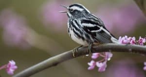 What Other What Other Bird Forester