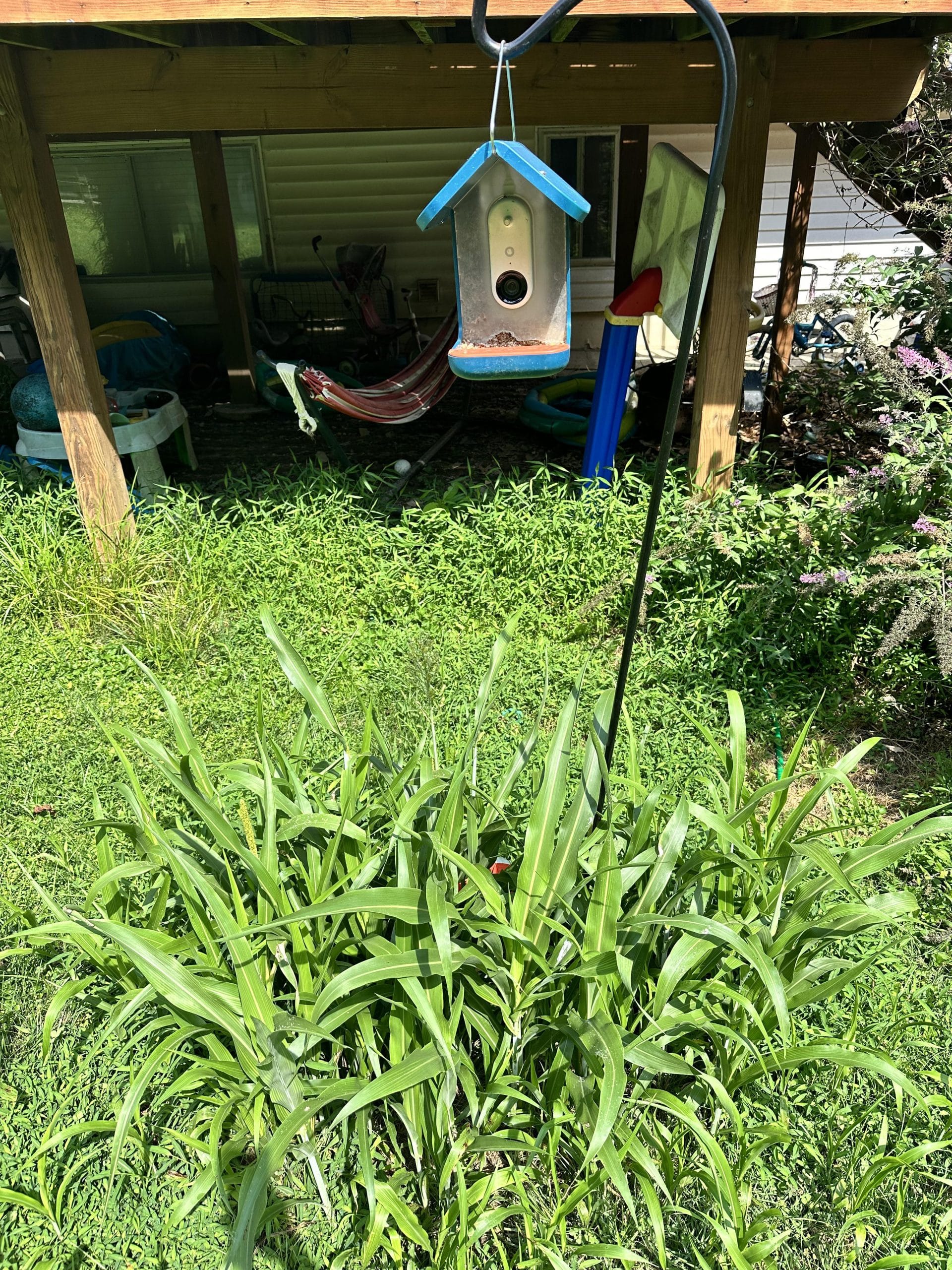 What Plants Grow from Bird Seed