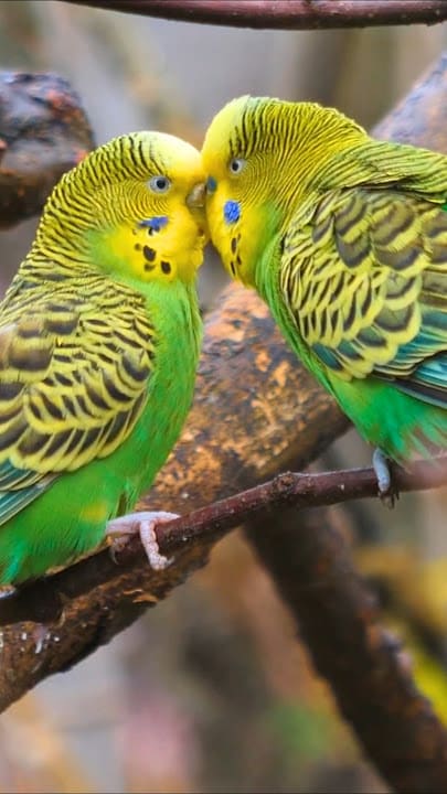 What Sounds Attract Birds