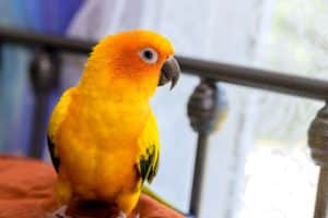 What Temperature is Too Cold for Birds