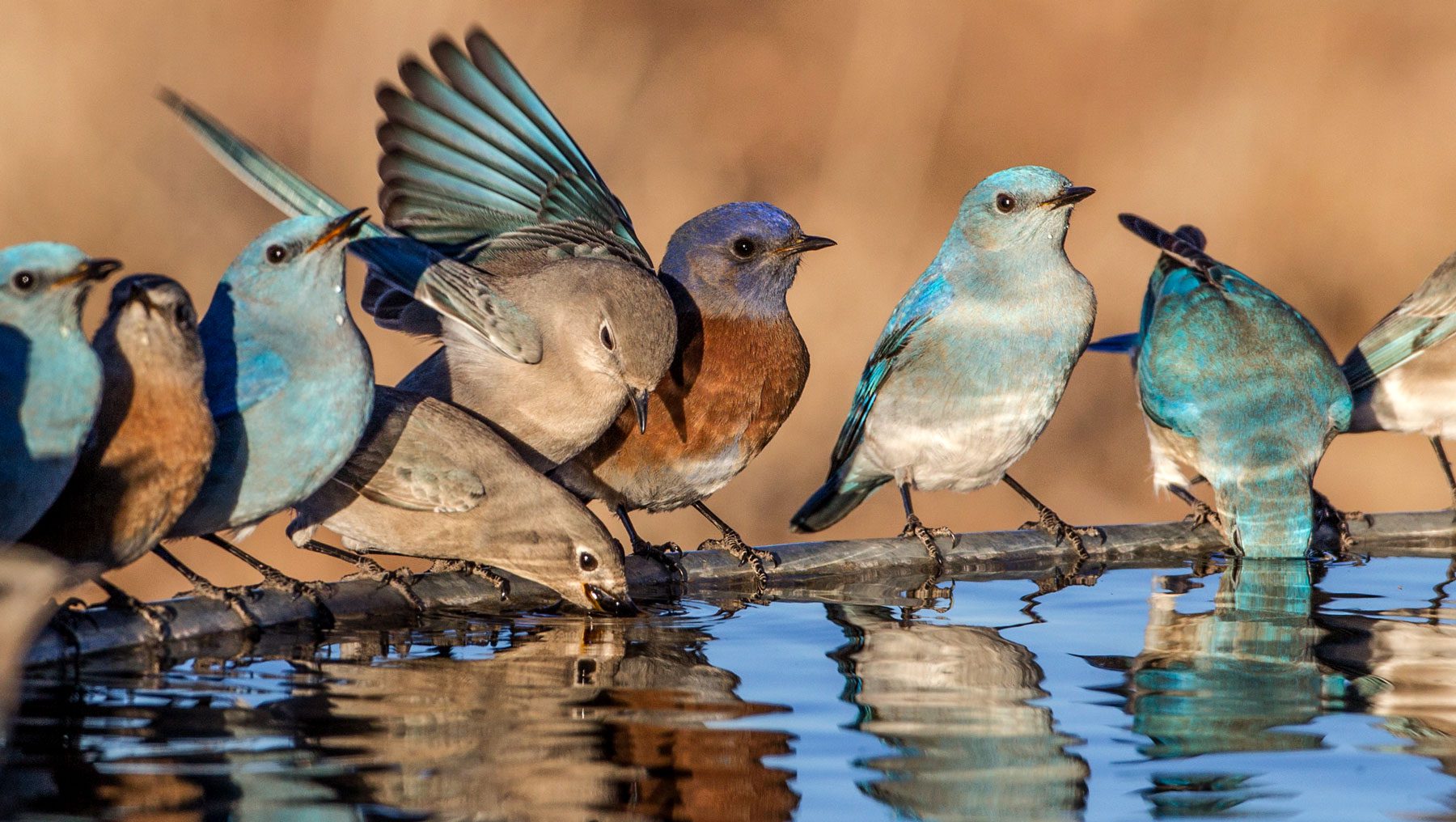 What Time of Day Do Birds Use Bird Baths