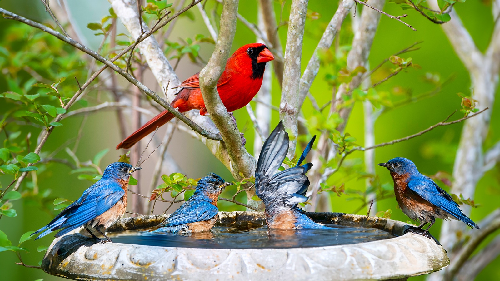 What to Avoid When Attracting Birds