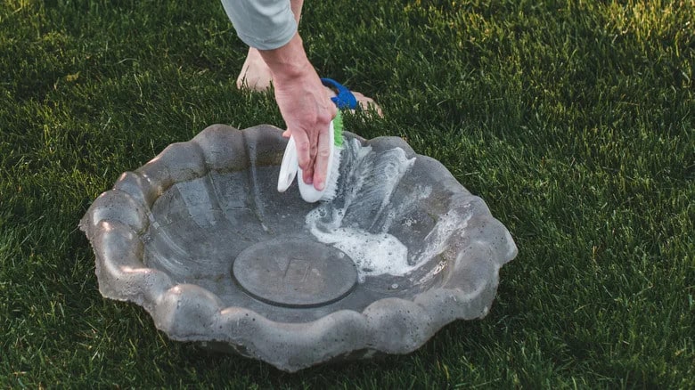 What to Clean Bird Bath With