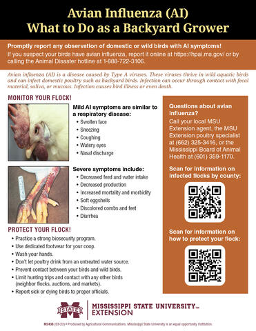 What to Do If Bird Has Avian Influenza