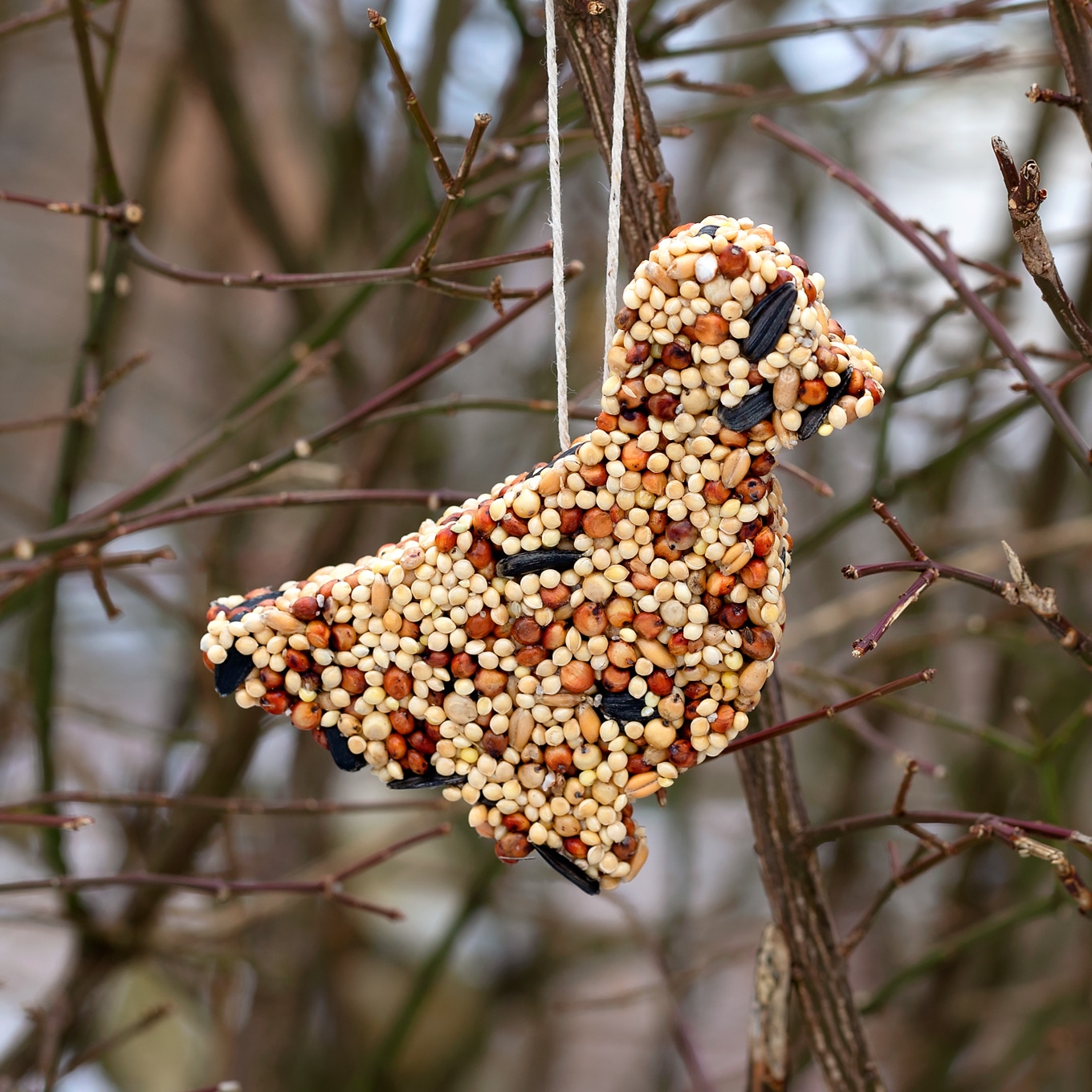 What to Do With Old Bird Seed