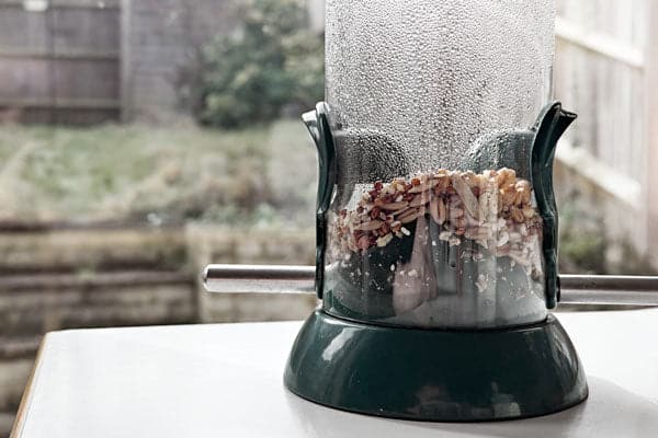 What to Do With Wet Bird Seed