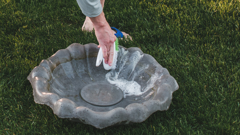 What to Use to Clean Bird Bath