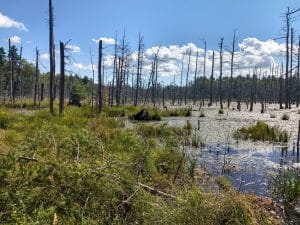 What Type of Wetland is Thorncrag Bird Sanctuary