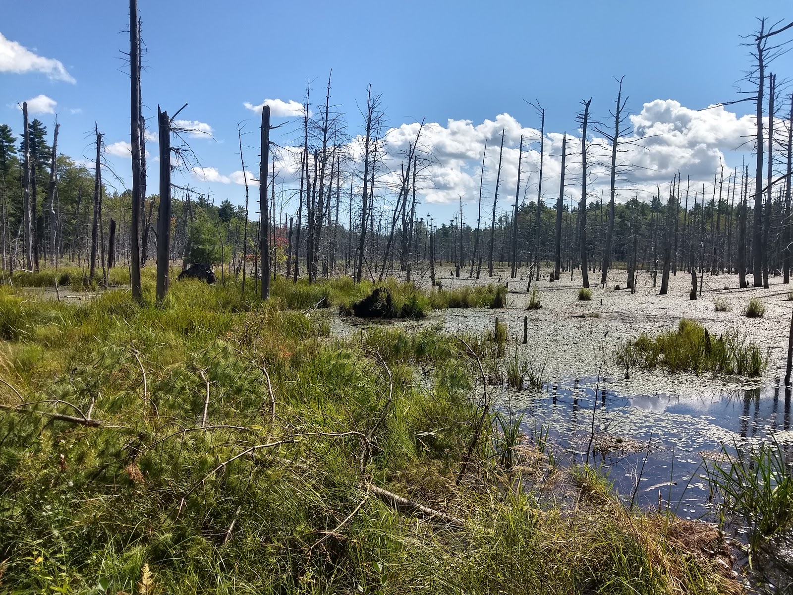 What Type of Wetland is Thorncrag Bird Sanctuary