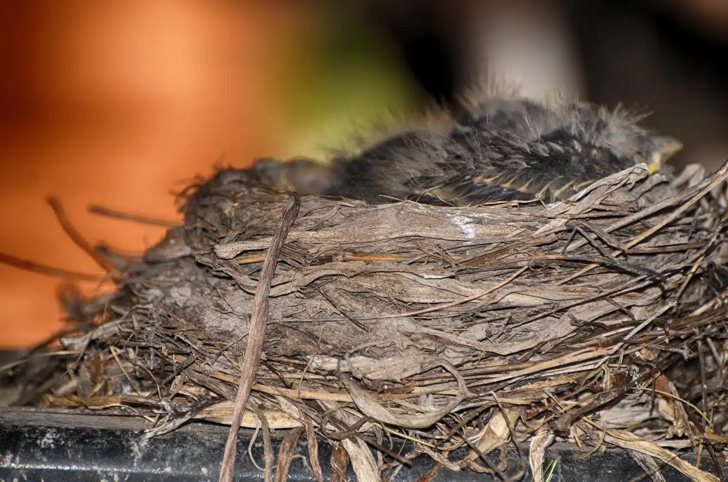 When is Bird Nesting Season Over