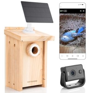 When is the Best Time to Put Bird Boxes Up