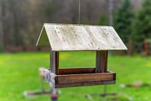 When to Clean Out Bird Houses