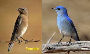 When was the Mountain Bluebird Declared Nevada'S State Bird