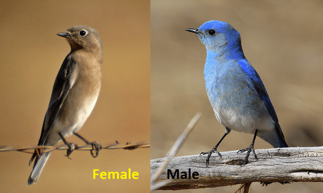 When was the Mountain Bluebird Declared Nevada'S State Bird