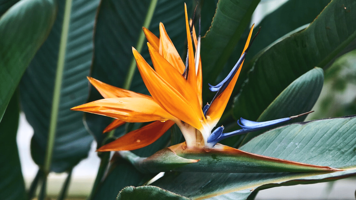 Where are Bird of Paradise Flowers from