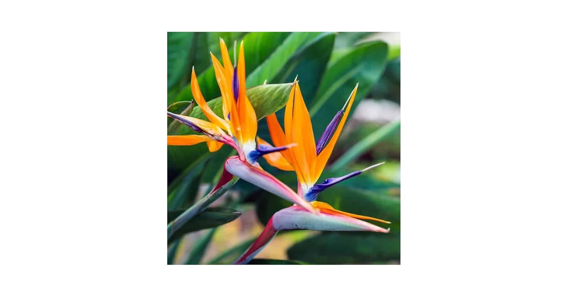 Where Can I Buy Bird of Paradise Flowers