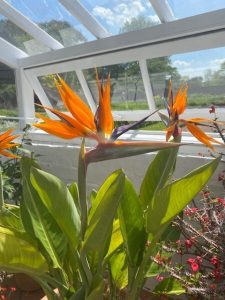 Where Do Bird of Paradise Flowers Grow