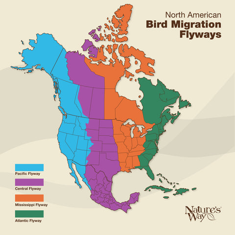 Where Do Birds Migrate