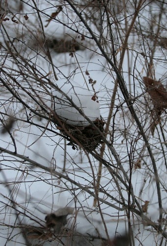 Where Do Birds Nest in Winter