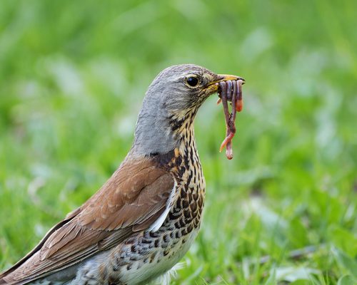Which Bird Beak is Best Suited for Eating Worms