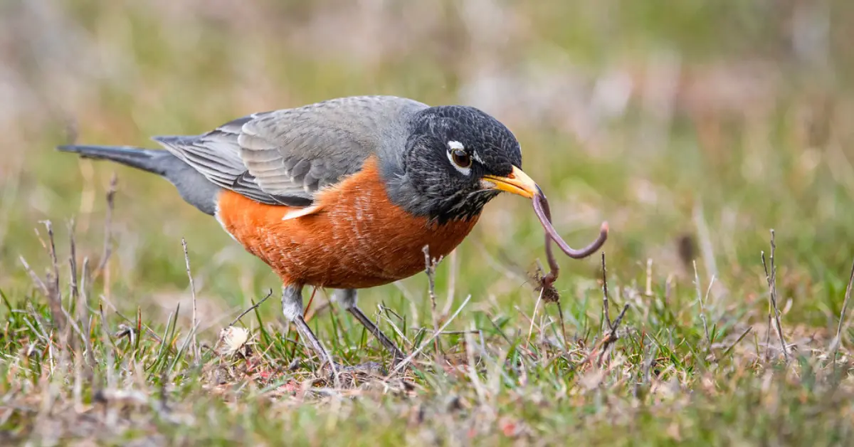 Which Bird Eats Fruit And Earthworms