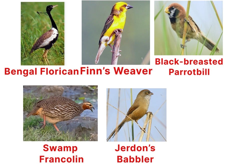 Which Bird is Found in Grassland of India