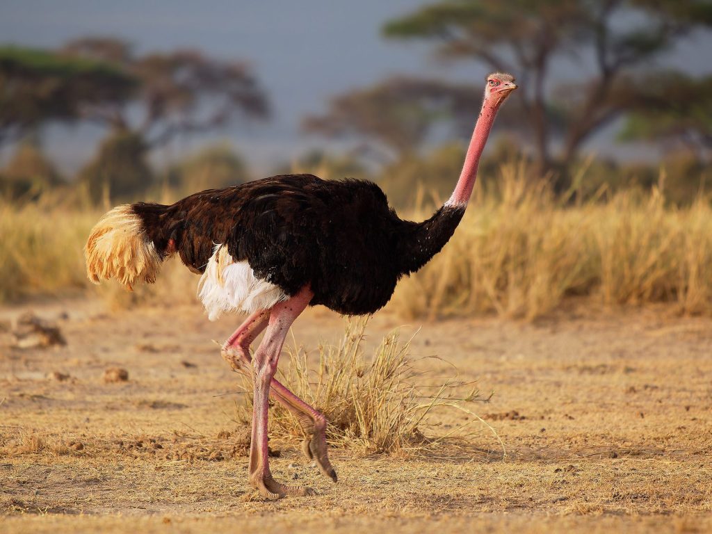 Which Bird Lives in the Desert