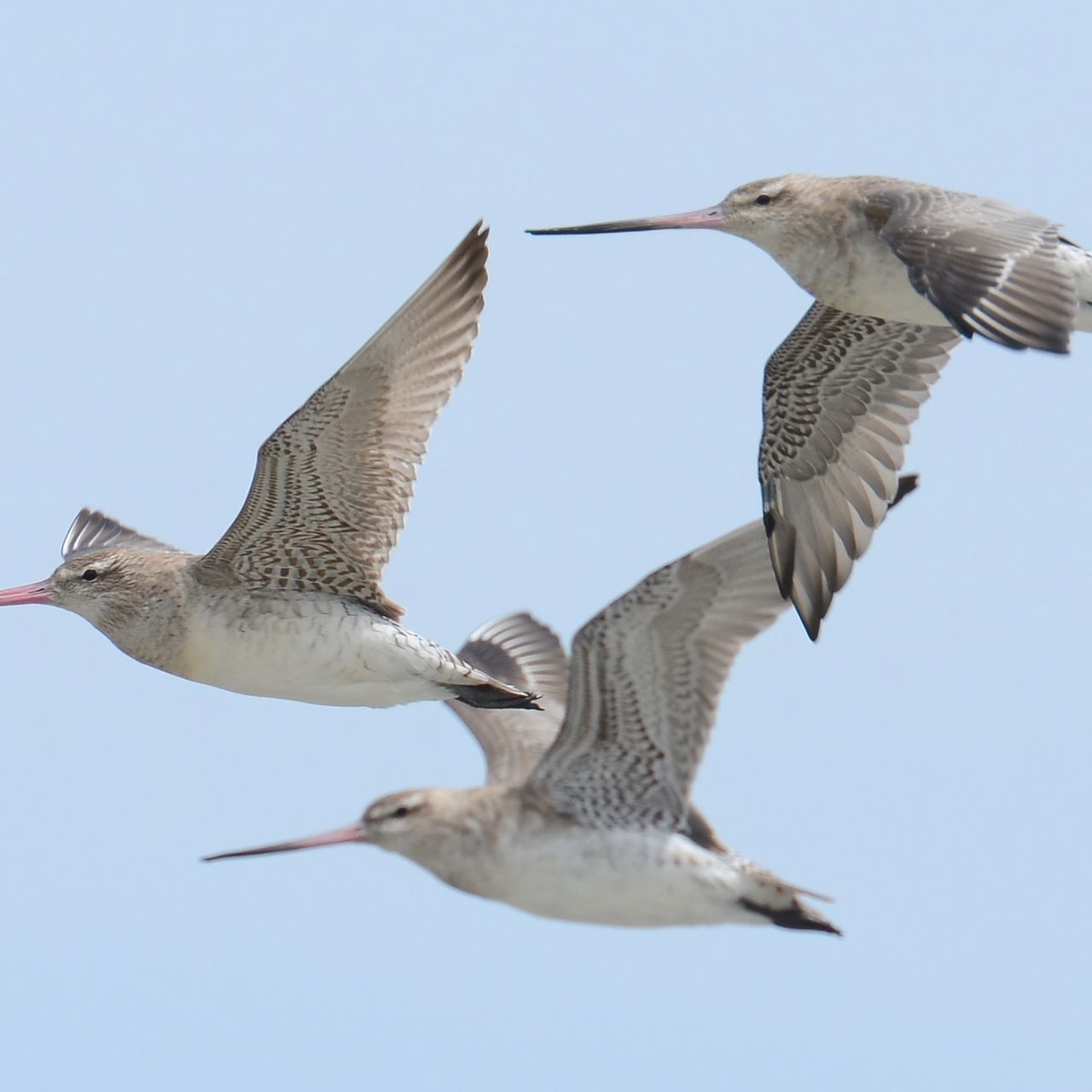 Which Bird Migrates Nonstop the Longest