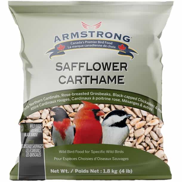 Which Bird Seed to Buy