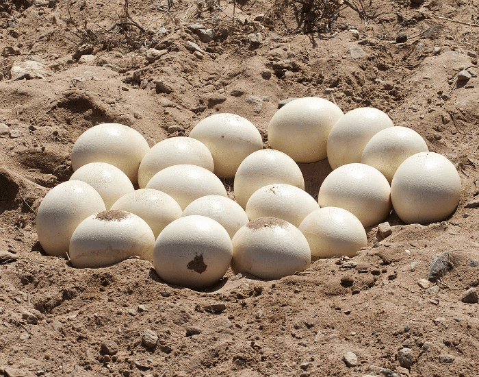 Which Birds Lay the Largest Eggs