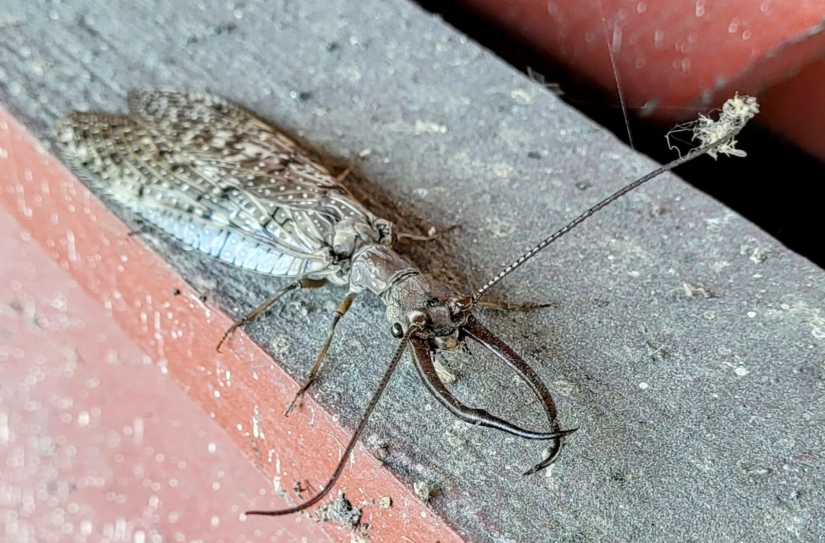 Which Insect Has Bird in Its Name