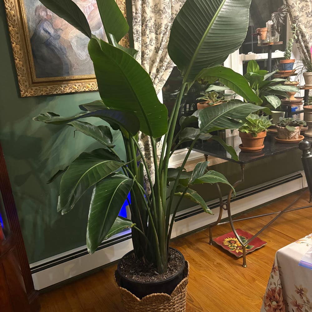 White Bird of Paradise Care