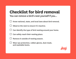 Who to Call to Remove Bird Nest