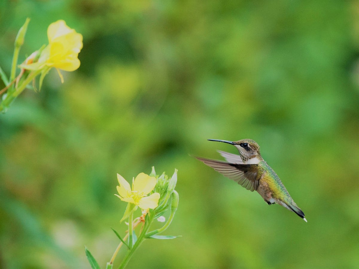 Why are Bird Pollinated Flowers Generally Long Tube