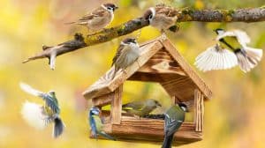 Why are Birds Not Coming to My Feeder
