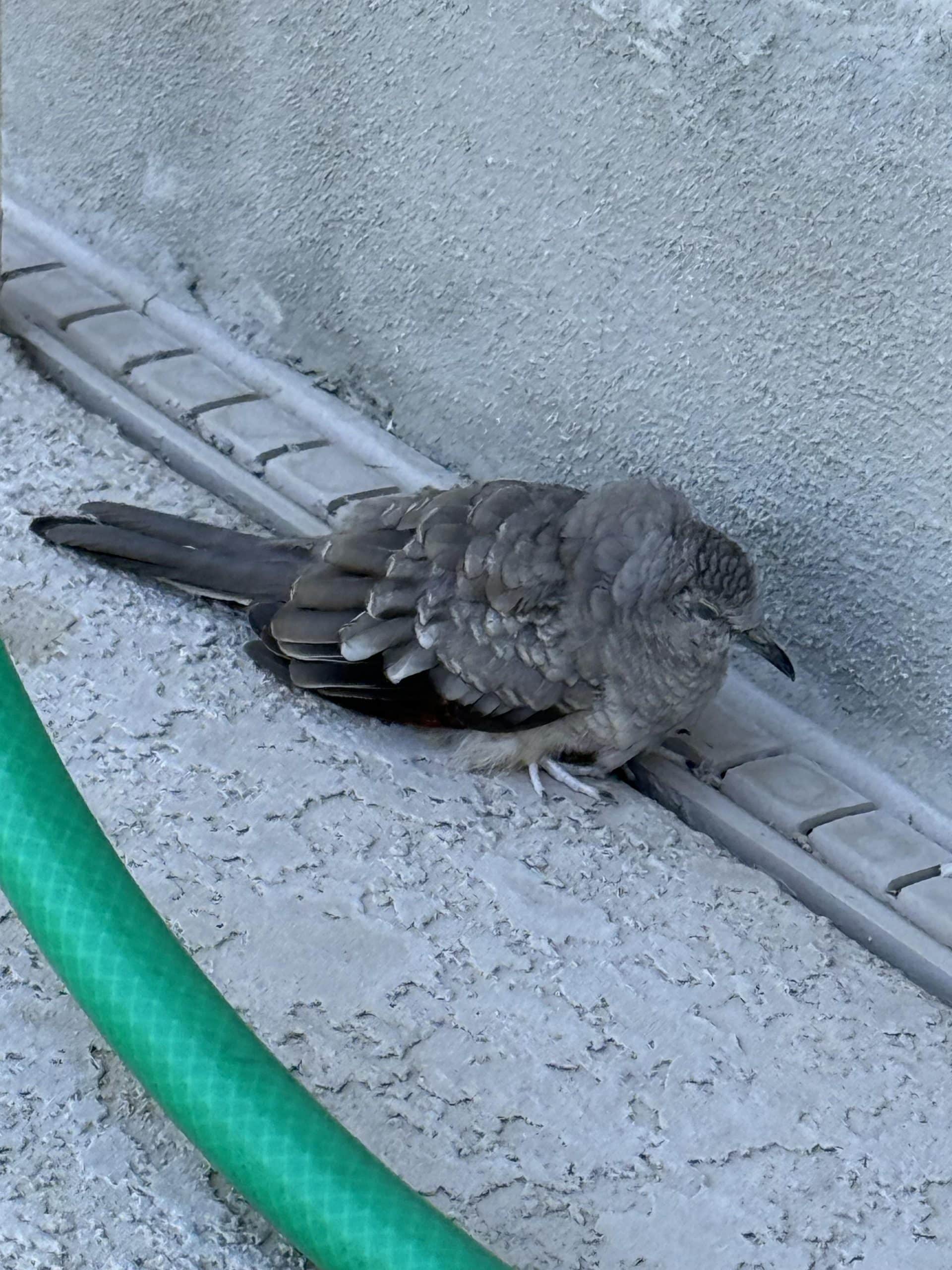 Why are Birds Not Coming to My Yard