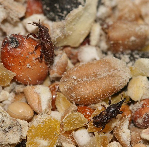 Why are There Tiny Worms in My Bird Food