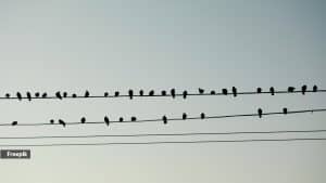 Why Can Birds Land on Power Lines