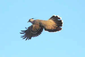 Why Do Bird Wings Make Noise When They Fly