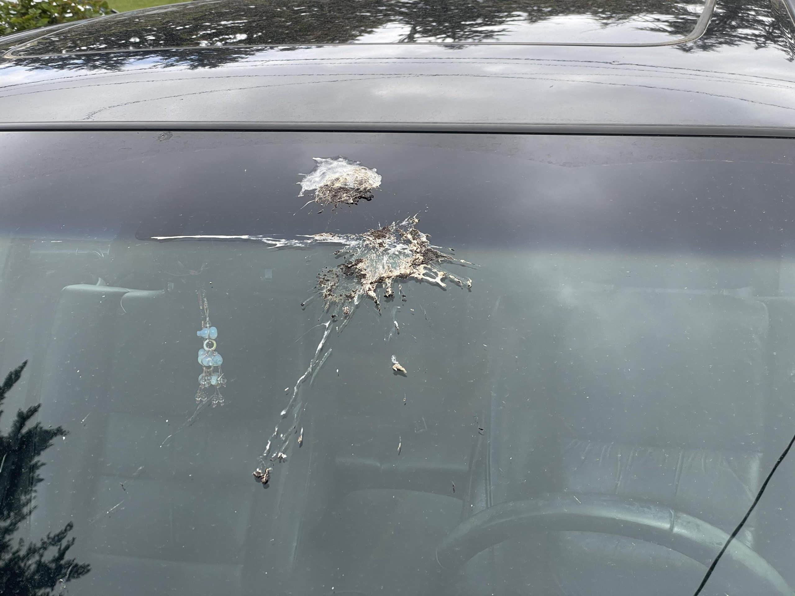 Why Do Birds Keep Pooping on My Car