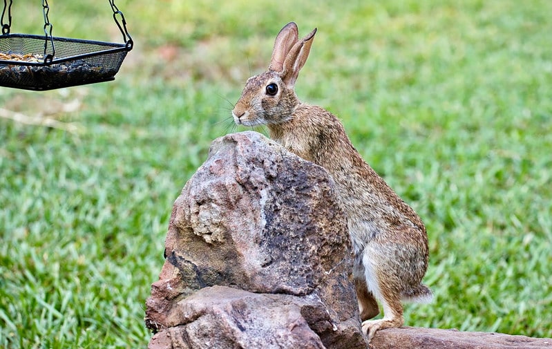 Why Do Desert Cottontails Like Bird Seed