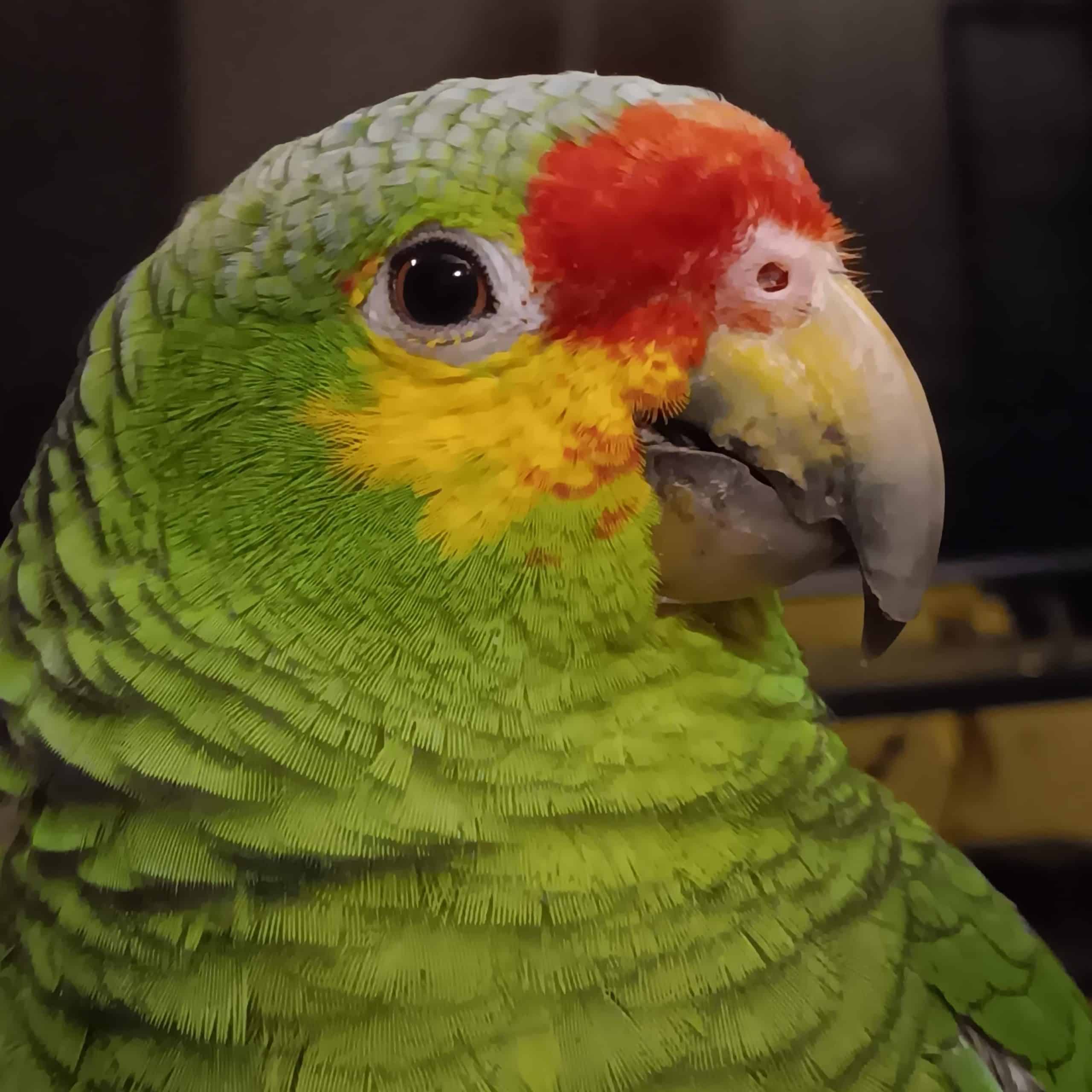 Why Does My Bird Make Crunching Noises