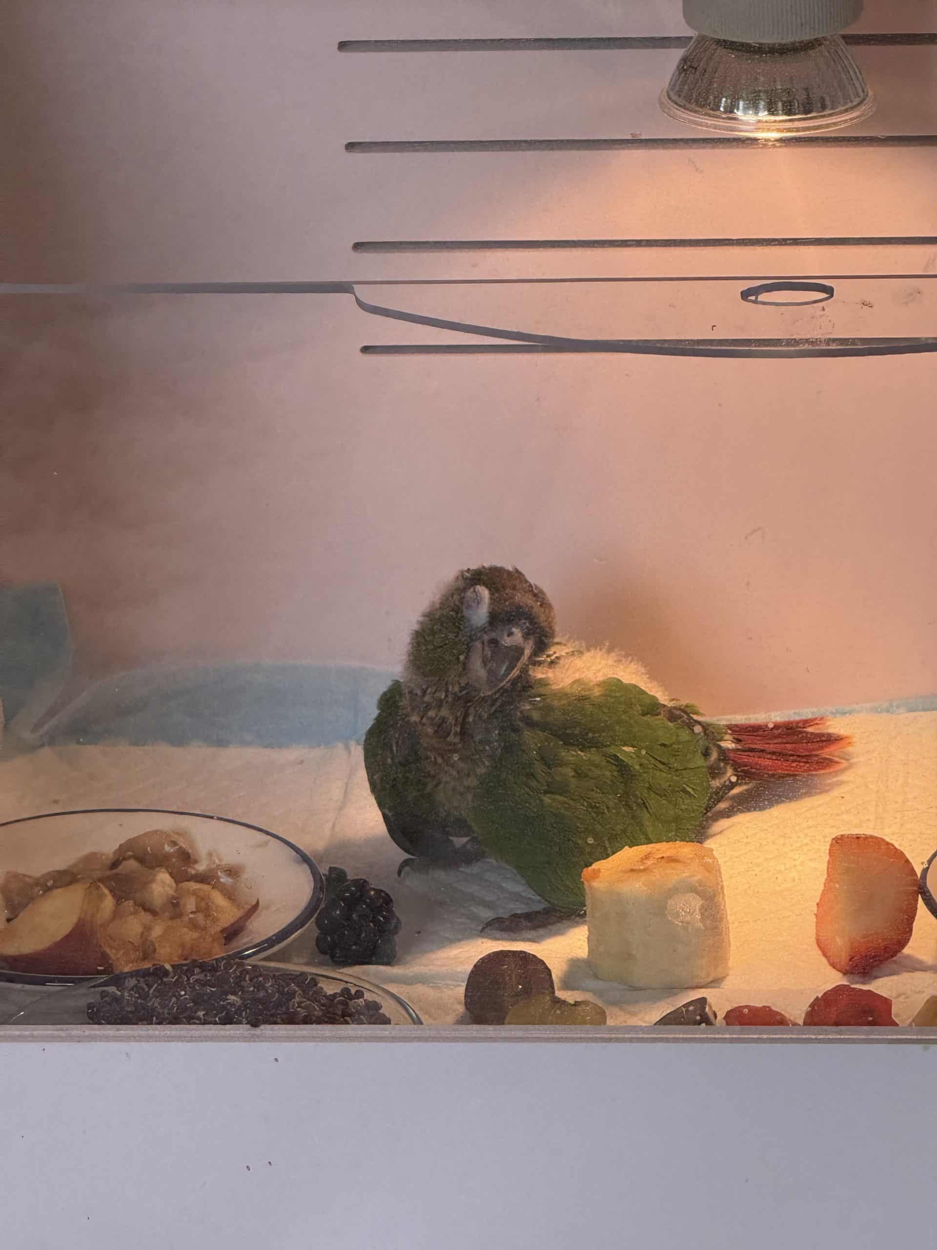Why Does My Bird Make Noises When Sleeping