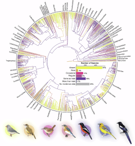 Why is Male Competition Absent in Some Bird Species
